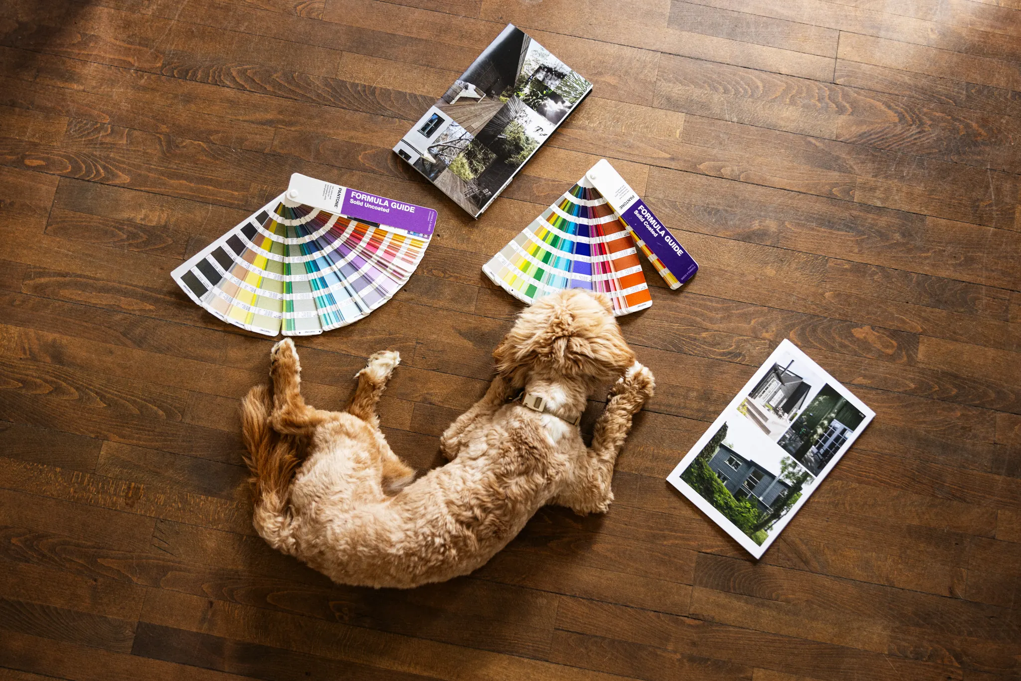 farveprøver, designmaterialer og kontorhund i a-rounds studio
